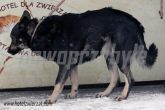 28.01.2014 DMOSIN PIES 54806